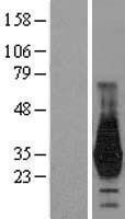 NBL1-11683 - HOXD4 Lysate