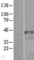 NBL1-11685 - HOXD9 Lysate