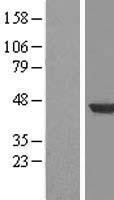 NBL1-11691 - HPD Lysate