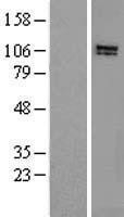 NBL1-11697 - HPS3 Lysate
