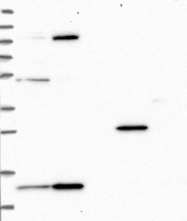 NBP1-92008 - TRMT112