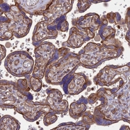 NBP1-93691 - Heparanase-2 / HPA2