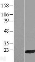 NBL1-11704 - HRASLS3 Lysate