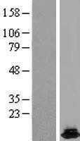 NBL1-11710 - HRSP12 Lysate