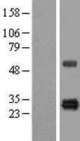 NBL1-11717 - HSCB Lysate