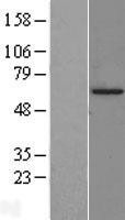 NBL1-11737 - HSF2 Lysate