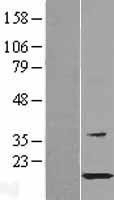 NBL1-11758 - HSPB11 Lysate