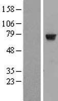 NBL1-11772 - HTF9C Lysate