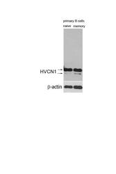 NBP1-06585 - HVCN1 / VSOP