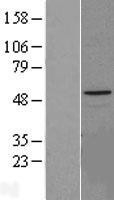 NBL1-11792 - HYAL1 Lysate