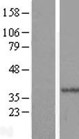 NBL1-11797 - HYLS1 Lysate