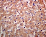 NBP1-95832 - HYOU1