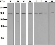 NBP1-95832 - HYOU1