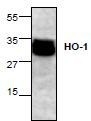 NBP1-45616 - Heme oxygenase 1 / HMOX1