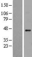 NBL1-11712 - Heparan sulfate 2-O-sulfotransferase 1 Lysate