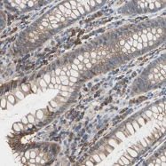 NBP1-85483 - Hephaestin