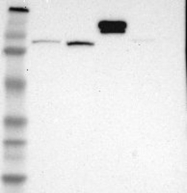 NBP1-85483 - Hephaestin