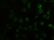 NBP1-47791 - HES1