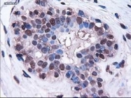 NBP1-47791 - HES1