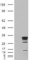 NBP1-47791 - HES1