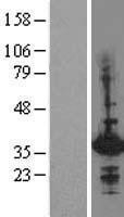 NBL1-11531 - Hex Lysate