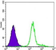 NBP1-51644 - Hexokinase-1