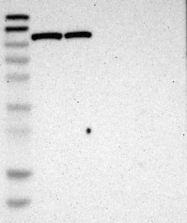NBP1-85789 - Hexokinase-1
