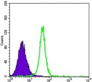 NBP1-51643 - Hexokinase-2