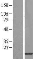 NBL1-11575 - Histone 3 H2a Lysate