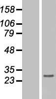 NBL1-11554 - Histone H1.3 Lysate