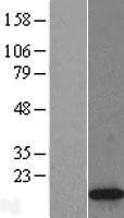 NBL1-11427 - Histone H2A.Z Lysate