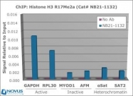 NB21-1132 - Histone H3.2