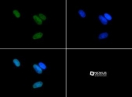 NB21-1132 - Histone H3.2
