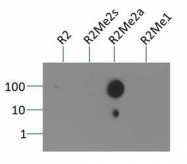NB21-1002 - Histone H3.2