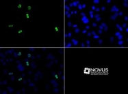 NB21-1002 - Histone H3.2