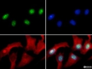 NB21-1062 - Histone H3.2