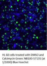 NB100-57135 - Histone H3
