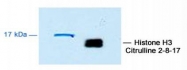 NB100-57135 - Histone H3