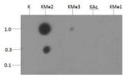 NB21-1142 - Histone H3.2