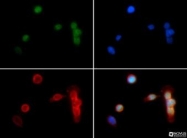 NB21-1142 - Histone H3.2
