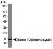 NB21-1142 - Histone H3.2