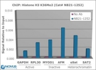 NB21-1252 - Histone H3.2