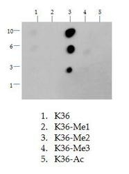NB21-1252 - Histone H3.2