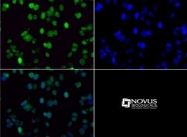 NB21-1252 - Histone H3.2
