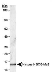 NB21-1252 - Histone H3.2