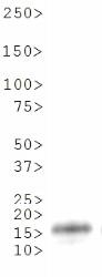 NB21-1252 - Histone H3.2