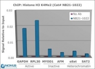 NB21-1022 - Histone H3.2