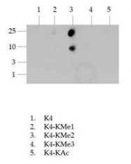 NB21-1022 - Histone H3.2