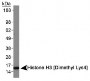 NB21-1022 - Histone H3.2