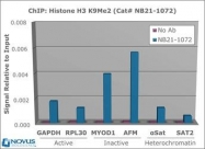NB21-1072 - Histone H3.2
